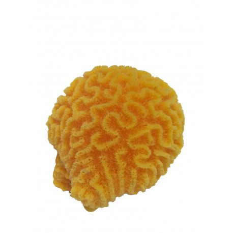 Petit corail