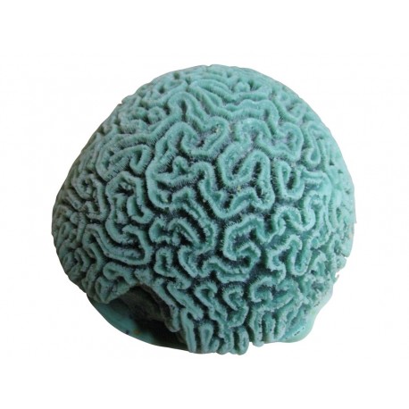 Large corail cerveau
