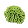 Corail cerveau moyen