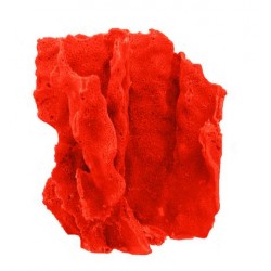 Petit corail