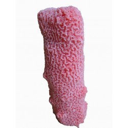 Corail pilier moyen
