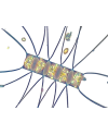 chaetoceros aquaculturefrance