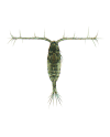 copepods aquaculturefrance