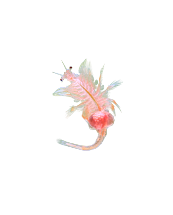 artemia aquaculture france
