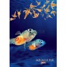 aquaculture france catalogue