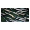 MILANESA combi