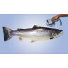 Sistema de marcado de peces de 1000 EUROS